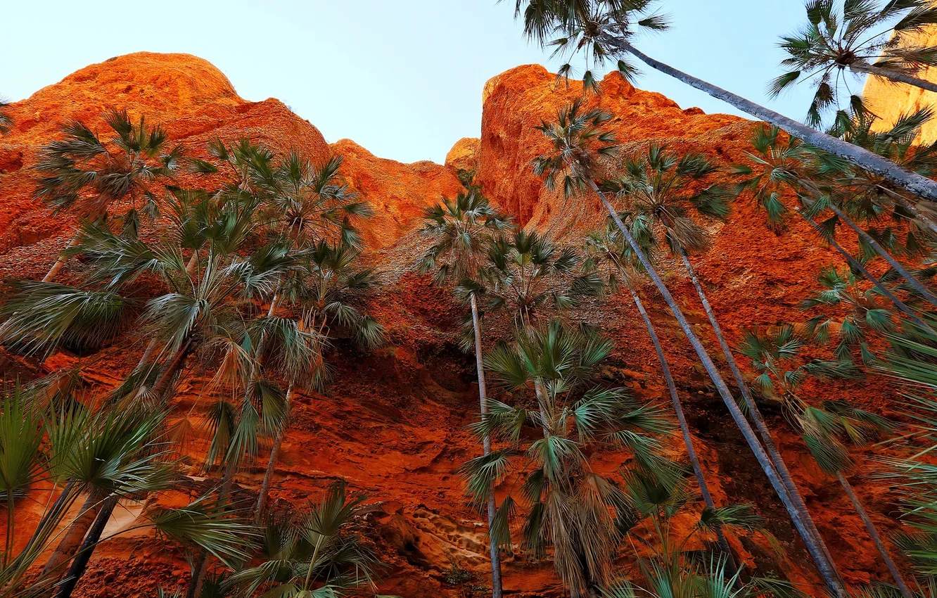 Photo wallpaper the sky, palm trees, open, rocks