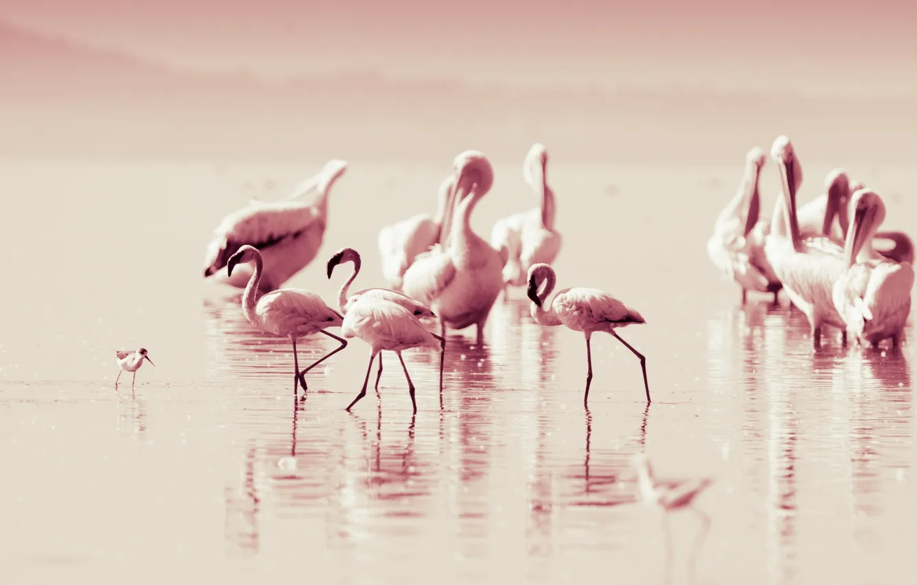 Photo wallpaper nature, bird, Flamingo