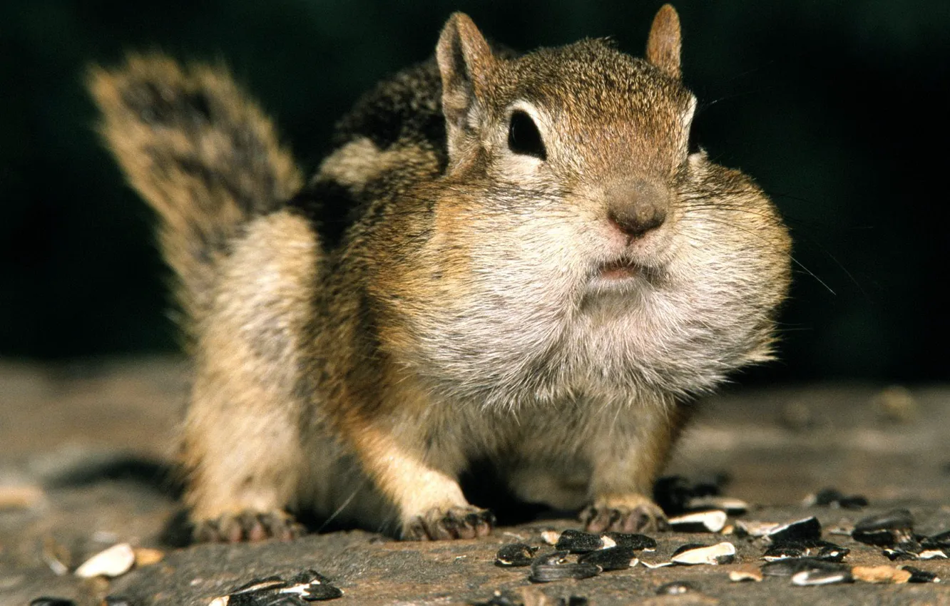 Photo wallpaper small, protein, seeds