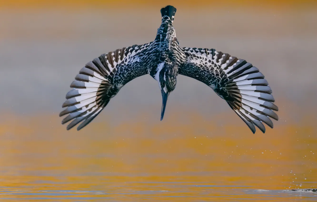 Photo wallpaper water, bird, wingspan, David Manusevich, The Mottled Kingfisher, Pied kingfish