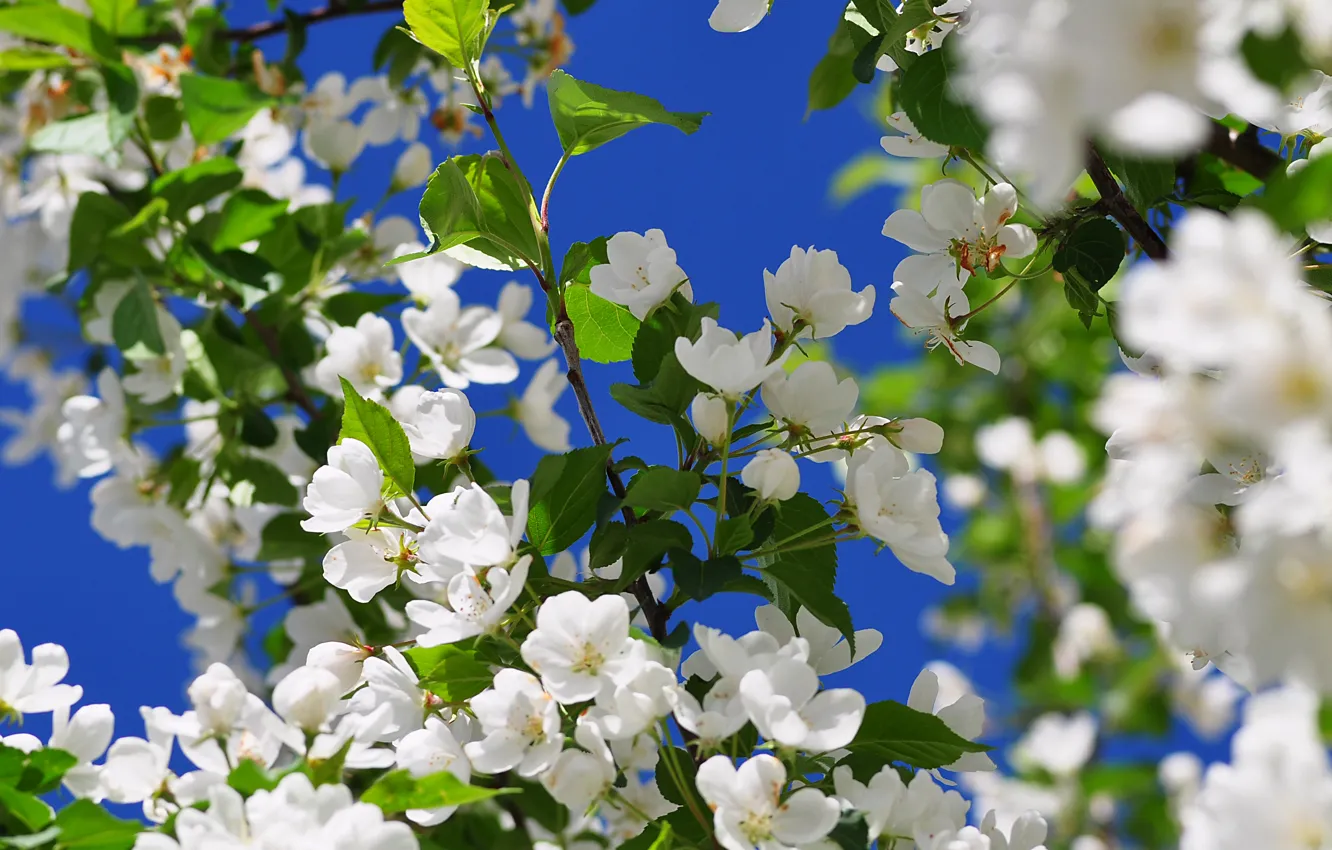 Photo wallpaper trees, flowers, spring, flowering, fruit