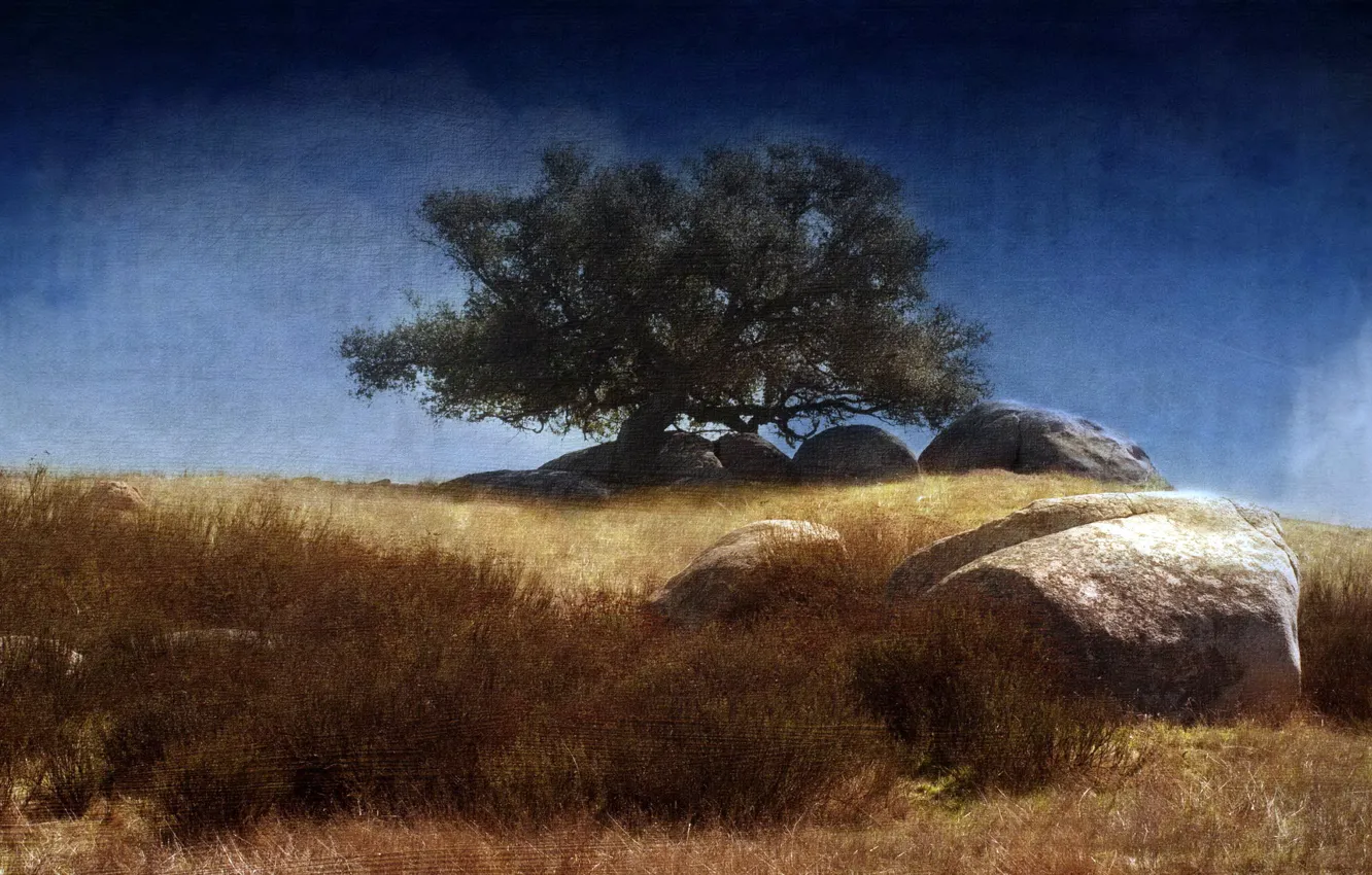 Photo wallpaper trees, style, background