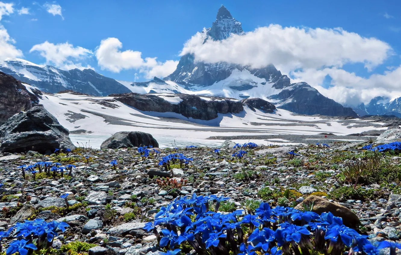 Photo wallpaper Matterhorn, Switzerland, Wallis, Gentian Alpine