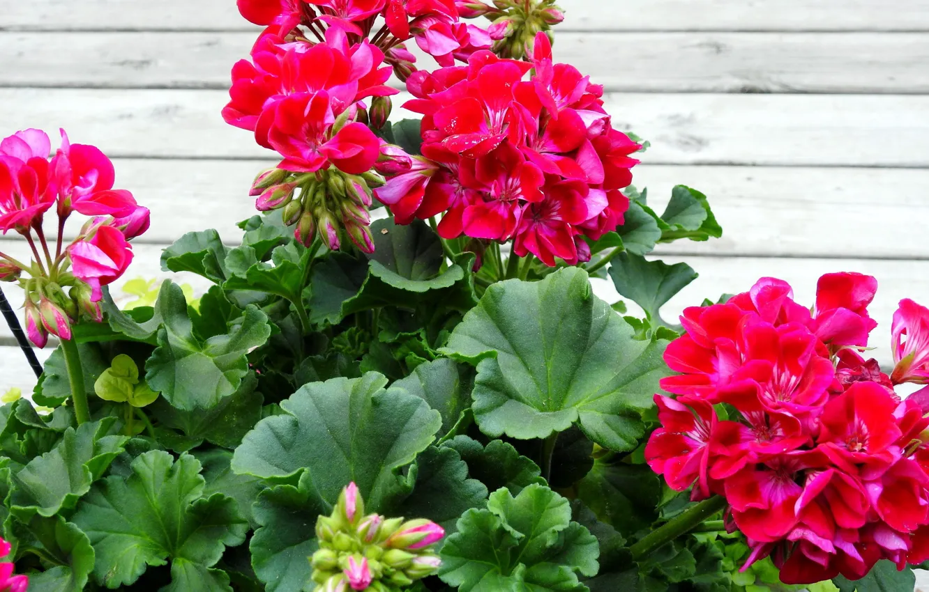 Photo wallpaper leaves, flowers, buds, geranium
