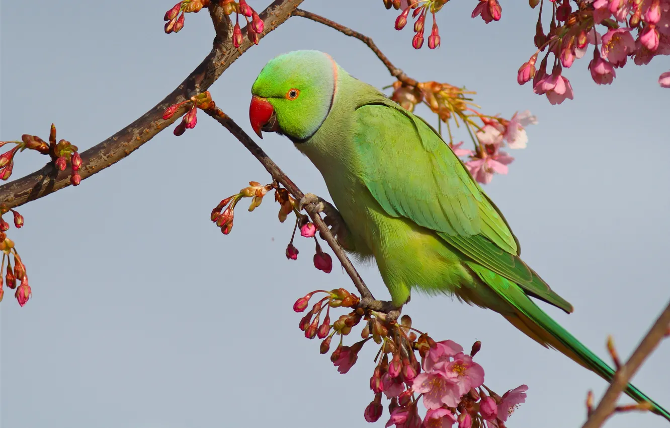Photo wallpaper branches, bird, Sakura, parrot, flowering, Indian ringed parrot, Alexandrine parrot Kramer