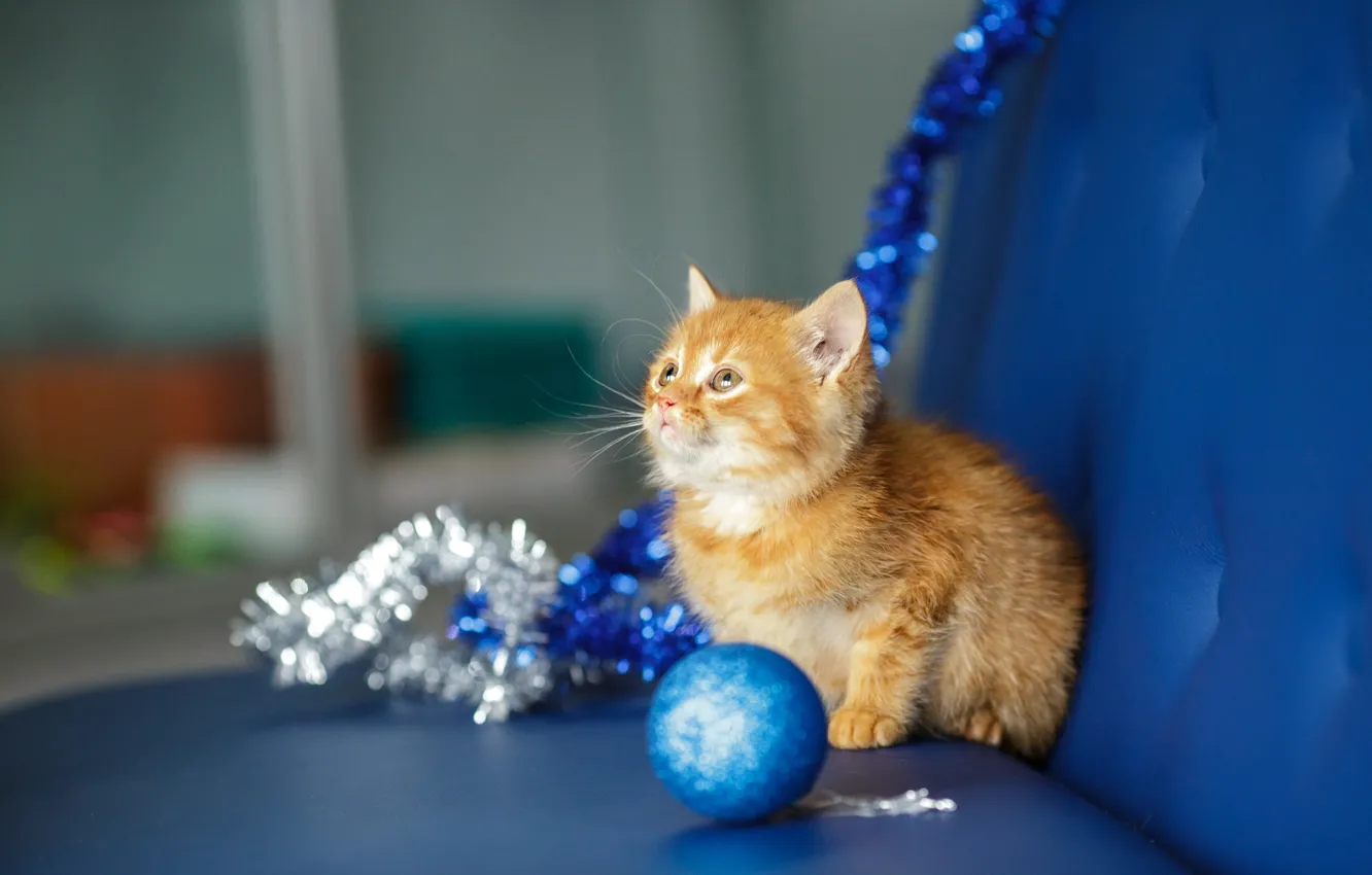 Photo wallpaper cat, look, blue, kitty, background, sofa, new year, ball