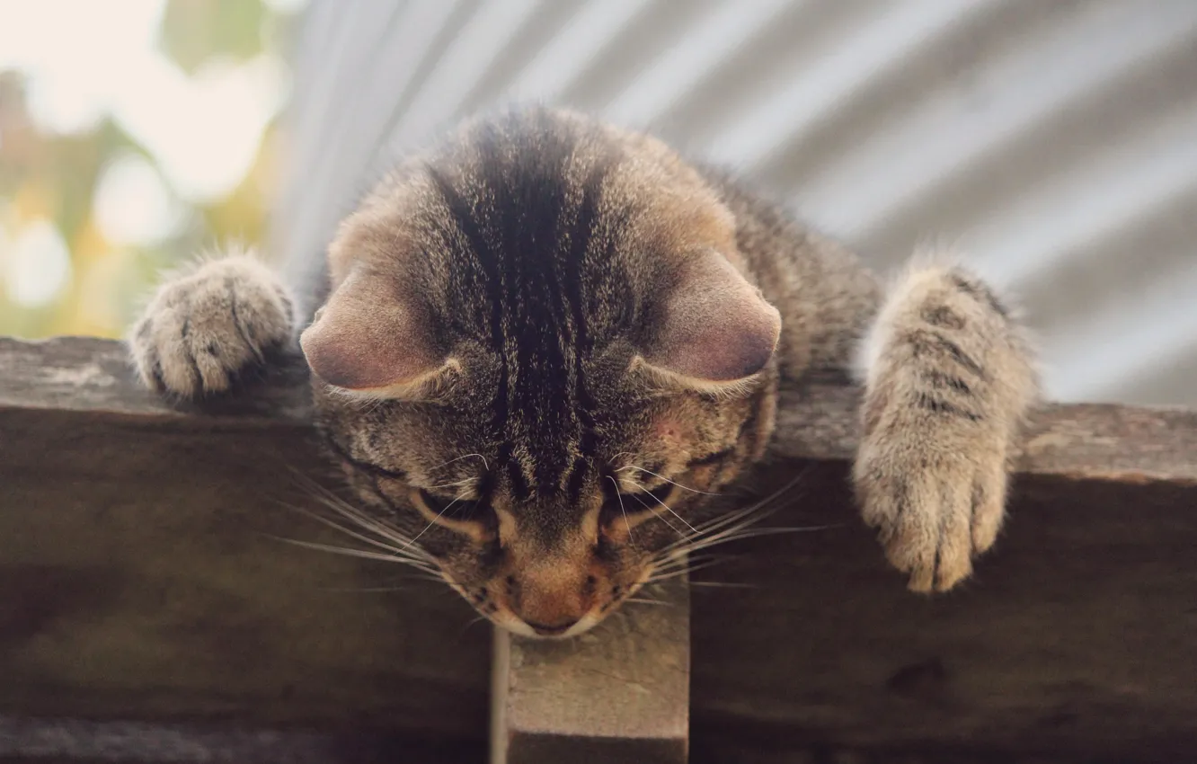 Photo wallpaper cat, grey, striped, curiosity