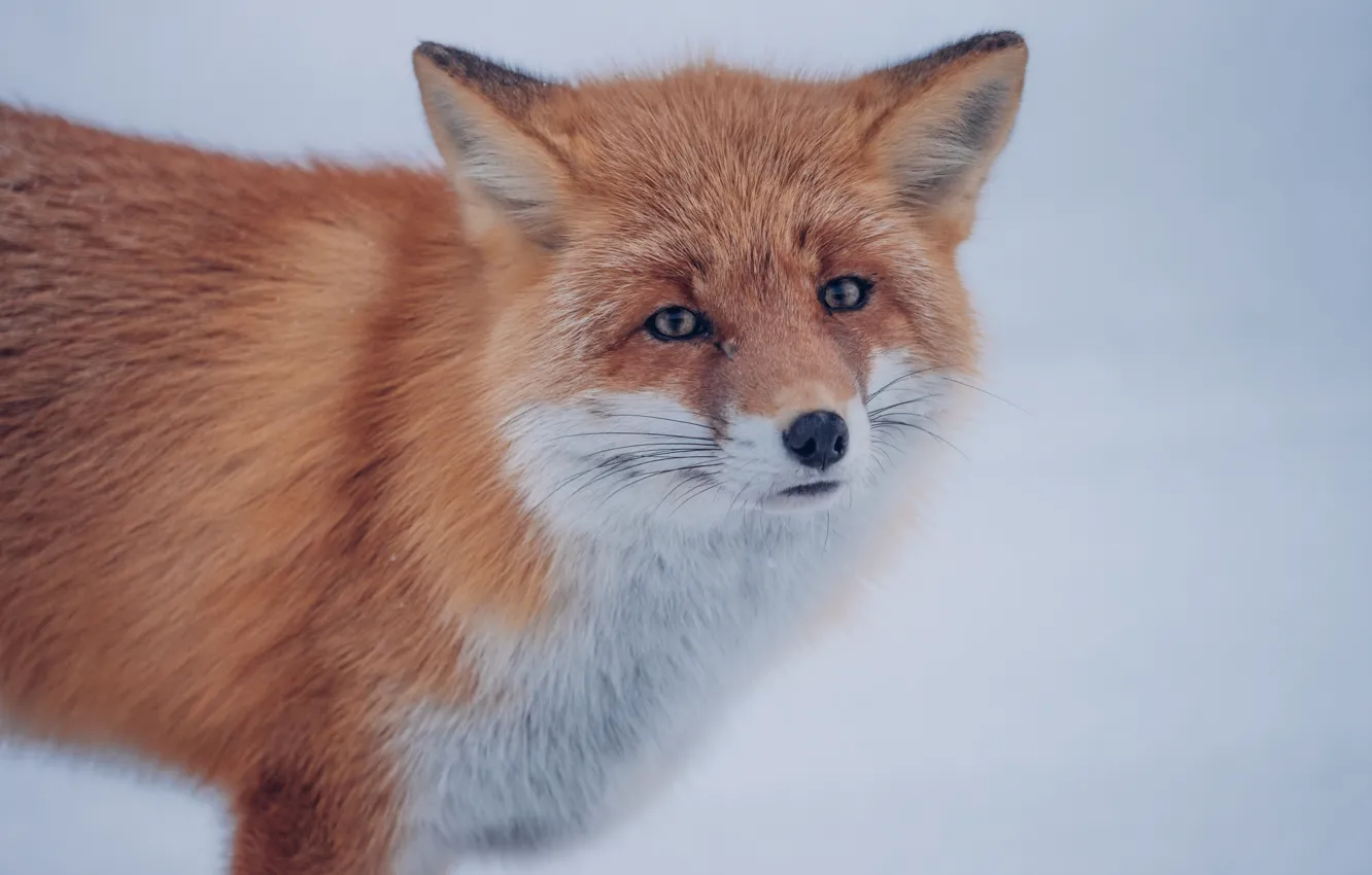 Photo wallpaper look, face, background, Fox, red