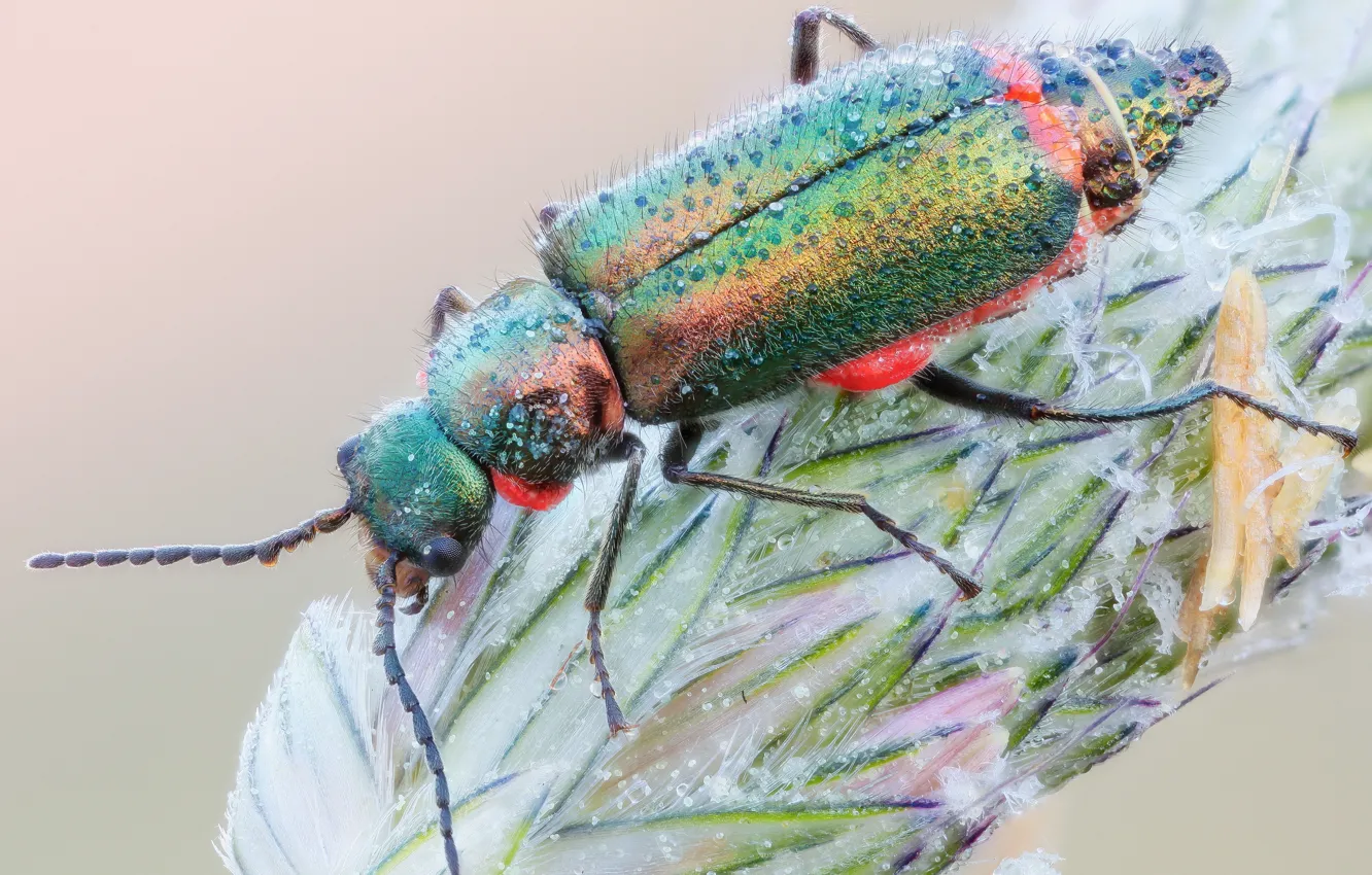 Photo wallpaper macro, beetle, insect