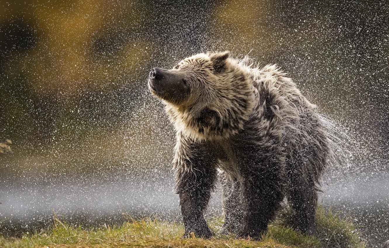 Photo wallpaper wet, bear, water, shakes, squirt