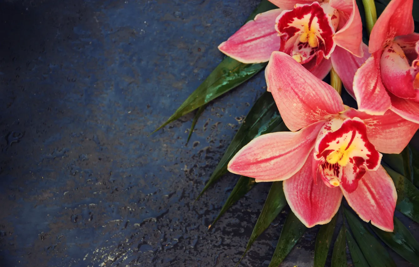 Photo wallpaper leaves, flowers, Orchid, Cymbidium