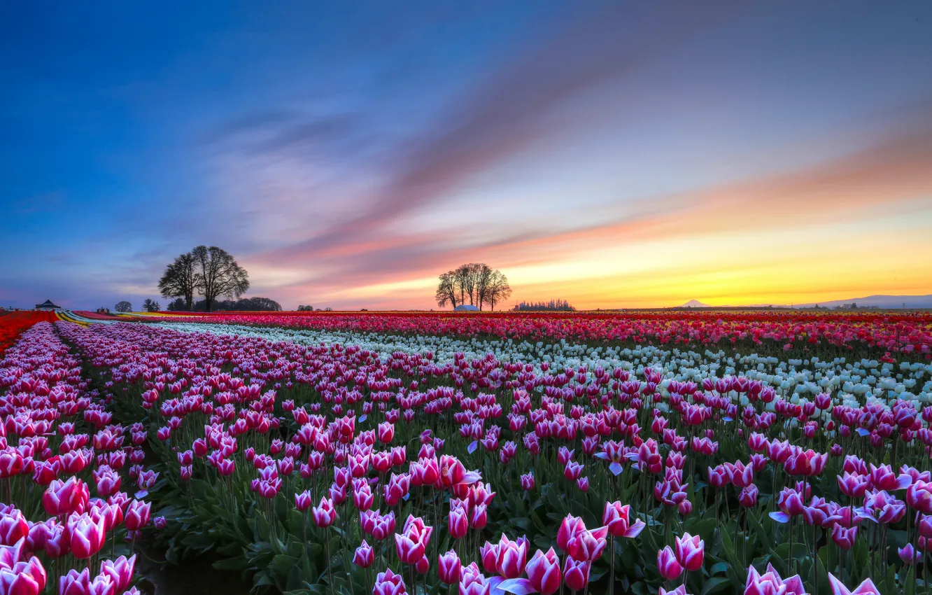 Photo wallpaper the sky, clouds, trees, sunset, flowers, Field, the evening, tulips