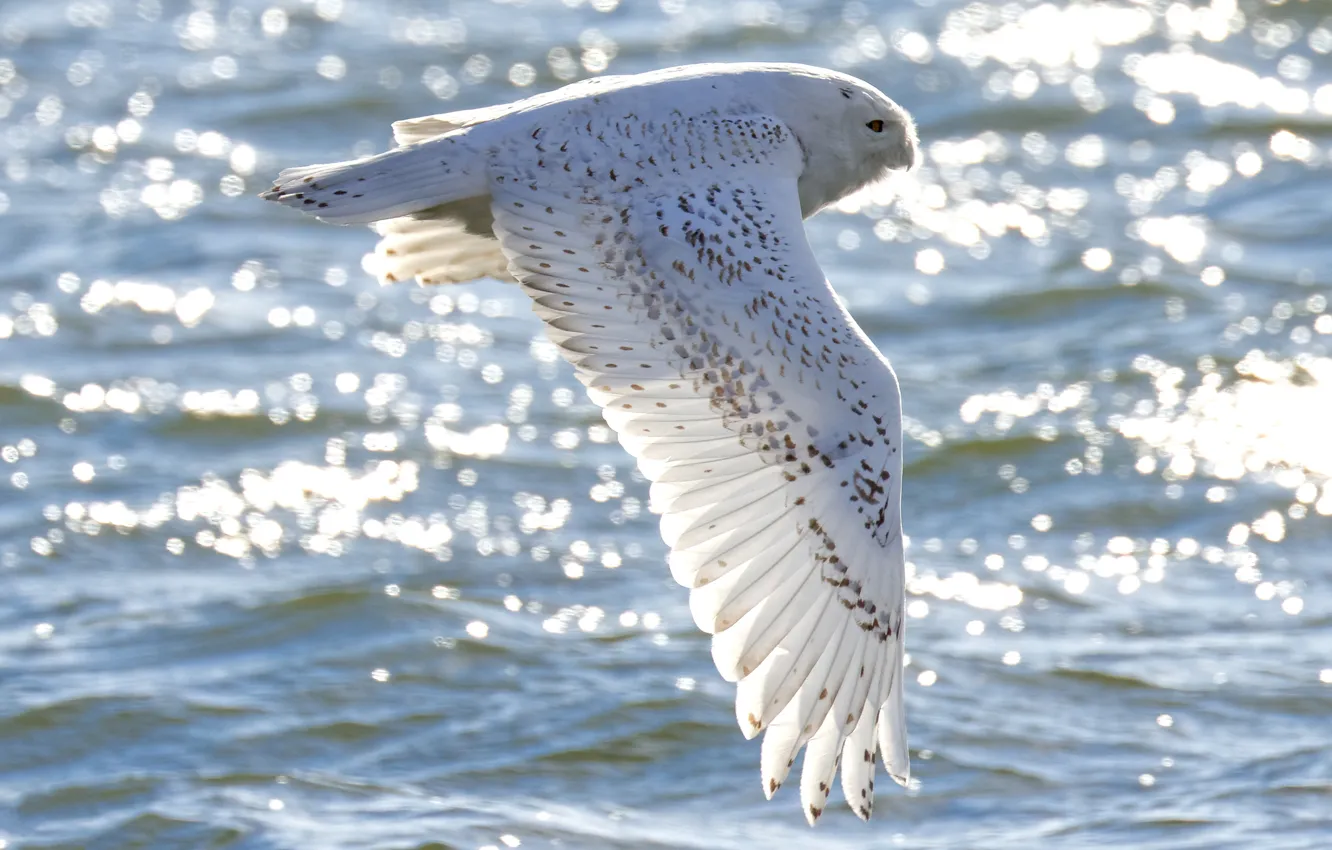 Photo wallpaper sea, wave, white, light, flight, glare, owl, bird