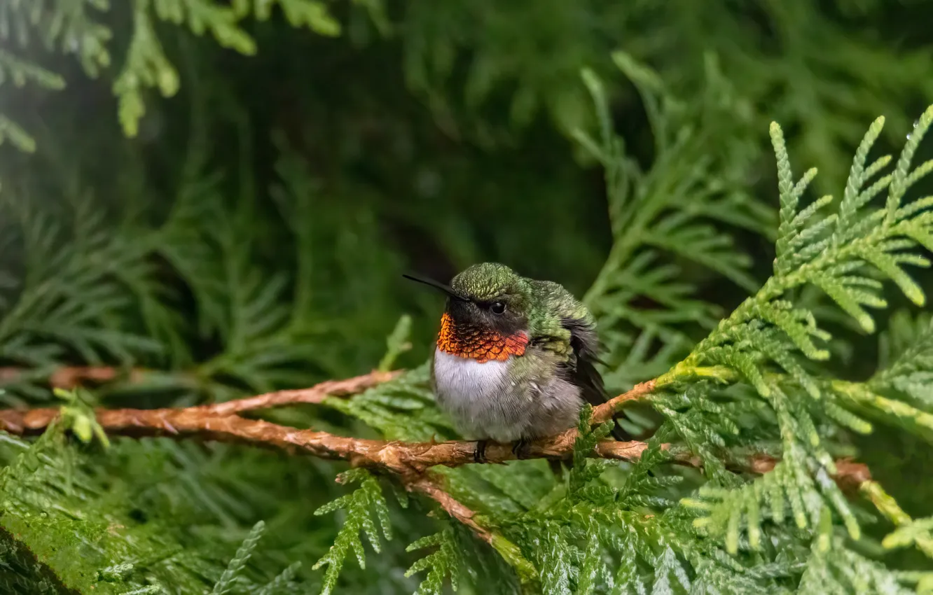 Photo wallpaper branches, bird, Hummingbird, needles