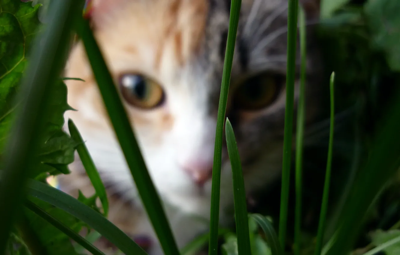 Photo wallpaper cat, grass, macro, colorful