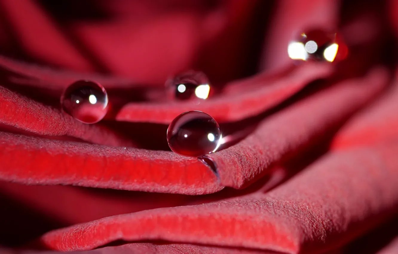 Photo wallpaper drops, macro, flowers, red, roses, petals