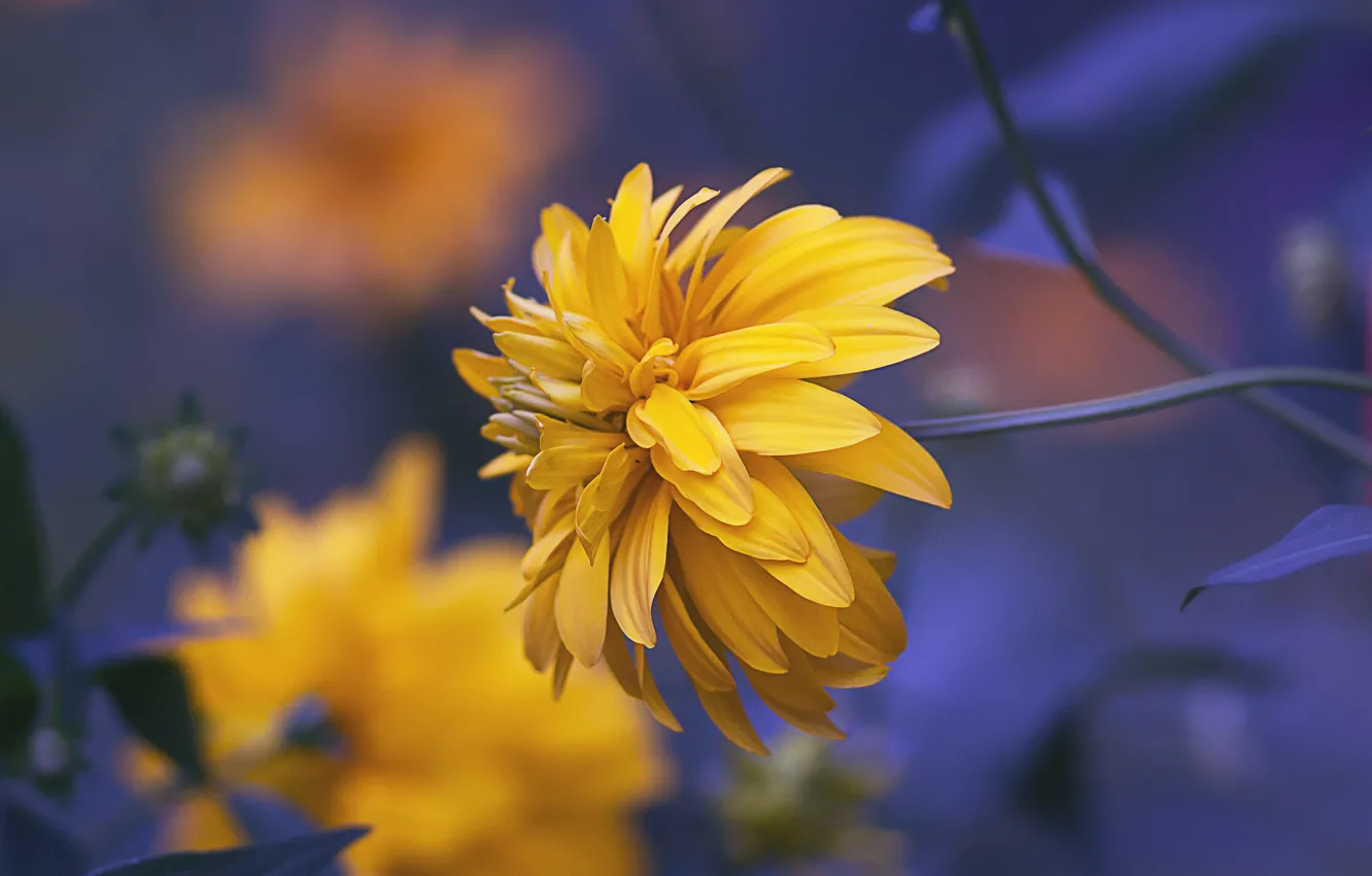 Photo wallpaper macro, Golden ball, Rudbeckia dissected