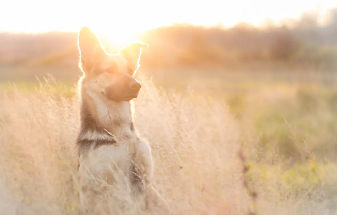 Photo wallpaper look, light, each, dog