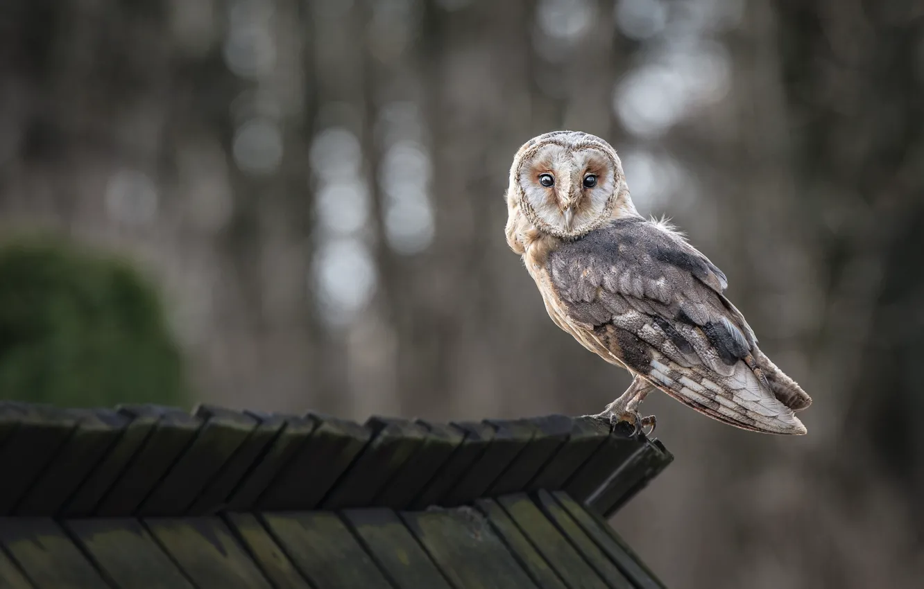 Photo wallpaper forest, owl, the ceiling, bokeh, looking