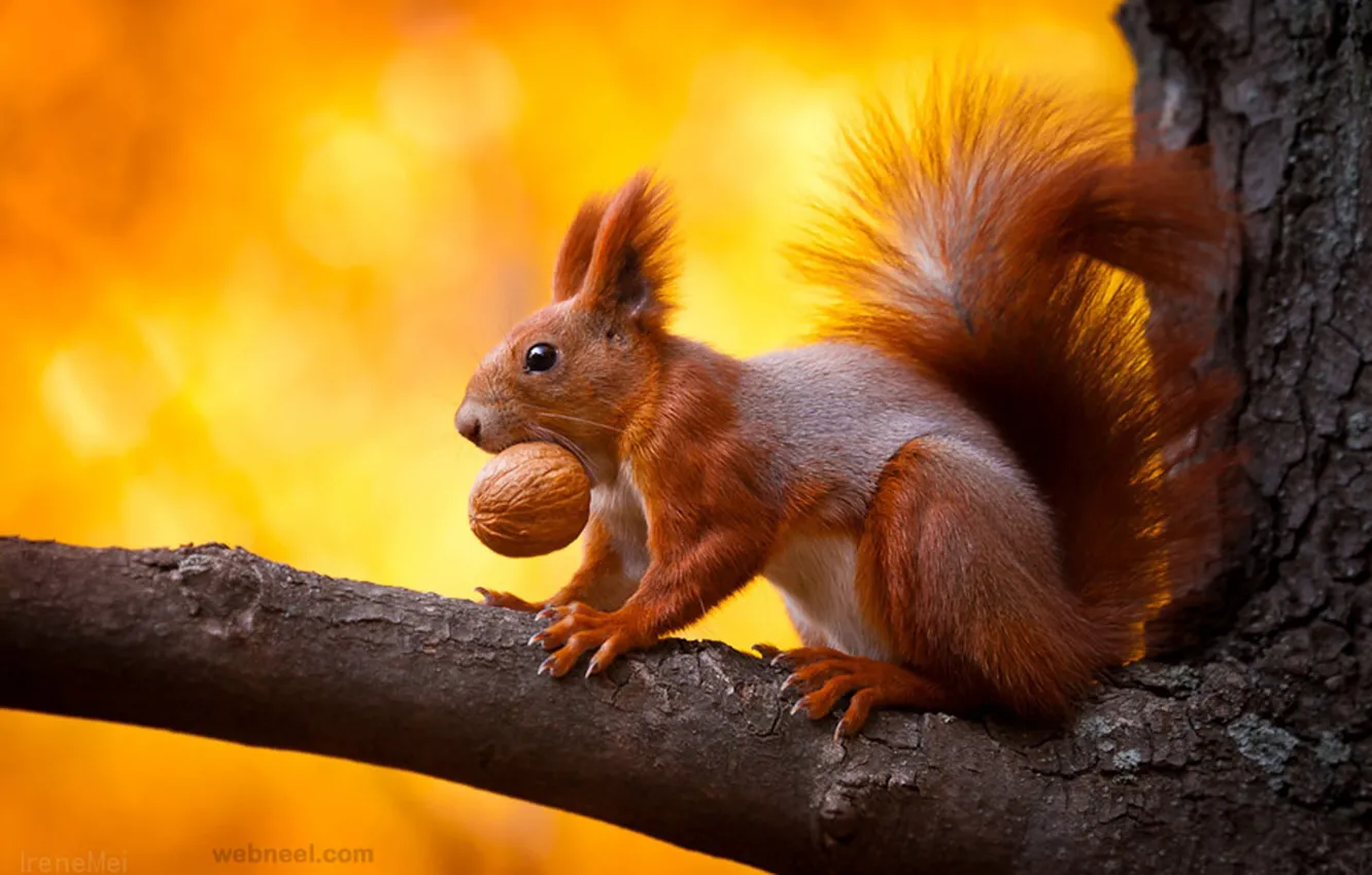 Photo wallpaper photography, animal, nuts, squirrel, wildlife