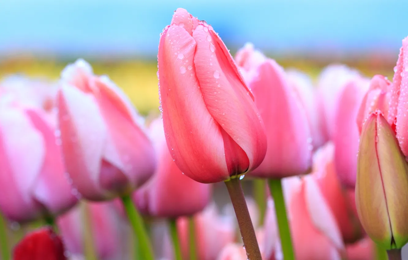 Photo wallpaper field, the sky, drops, flowers, close-up, spring, after the rain, tulips