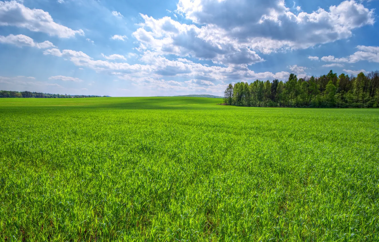 Photo wallpaper field, the sky, grass, clouds, trees, green
