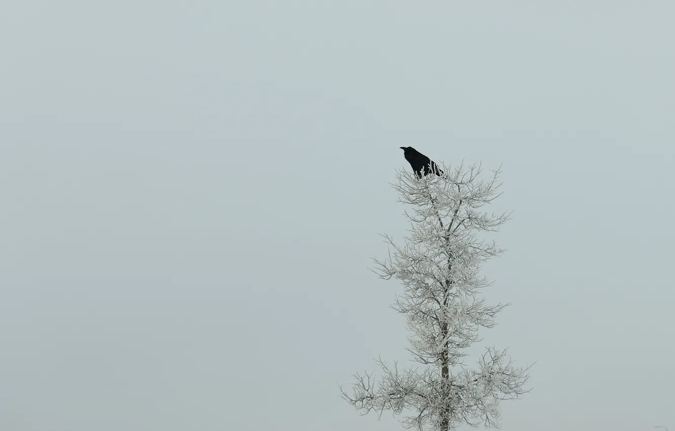 Photo wallpaper nature, tree, minimalism, Raven