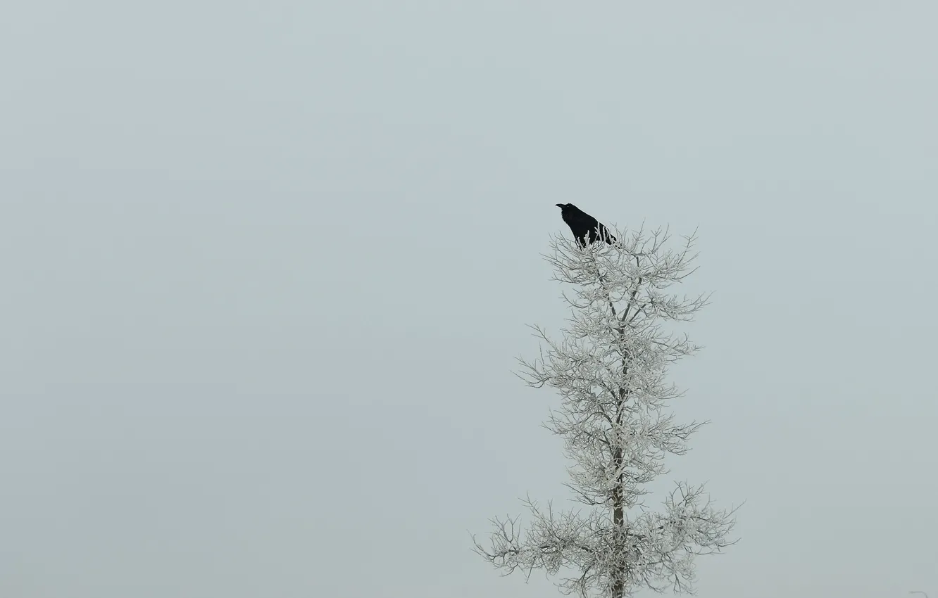 Photo wallpaper trees, nature, minimalism, Raven