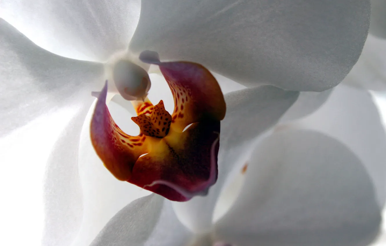 Photo wallpaper white, flower, color, image, White Orchid