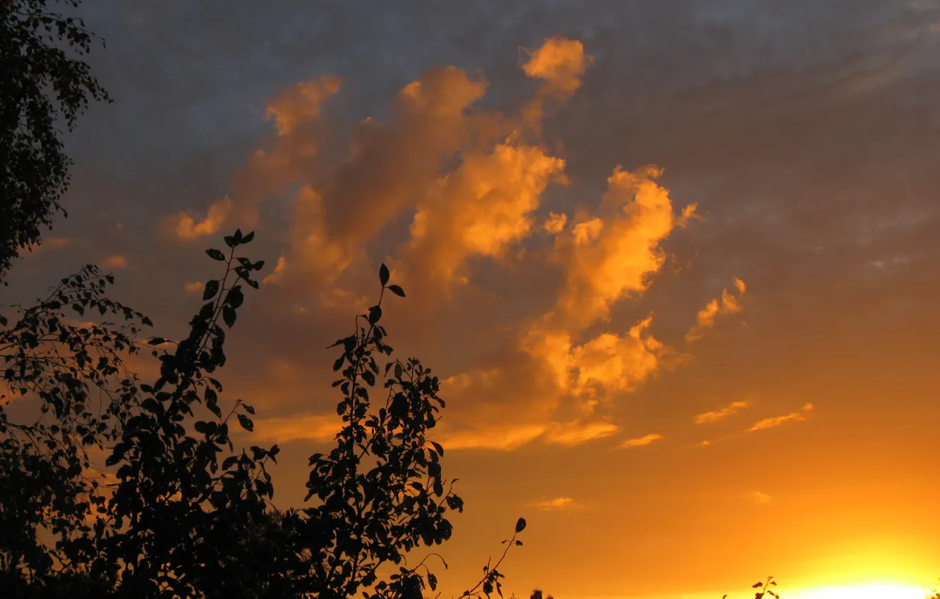Photo wallpaper the sky, trees, sunset