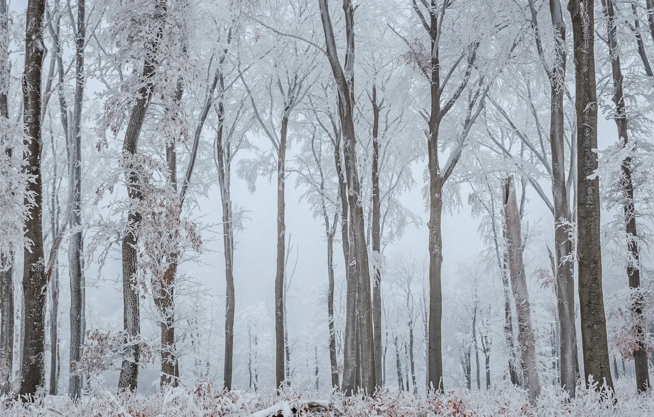 Photo wallpaper winter, frost, trees, fog