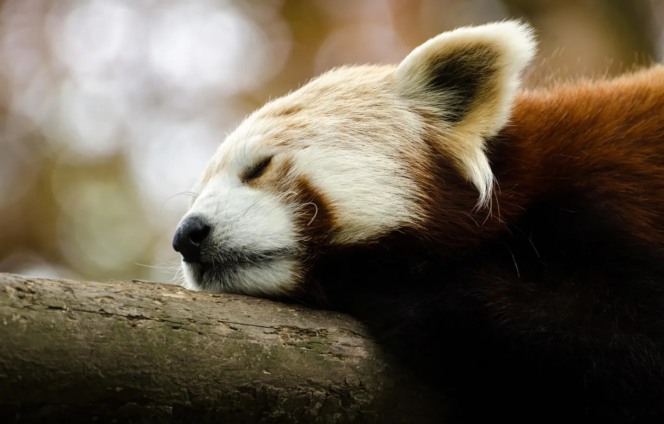Photo wallpaper sleeping, red Panda, firefox