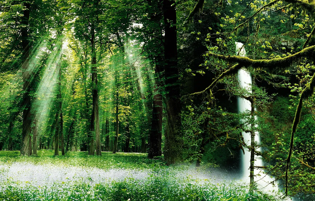 Photo wallpaper forest, rays, trees, dual