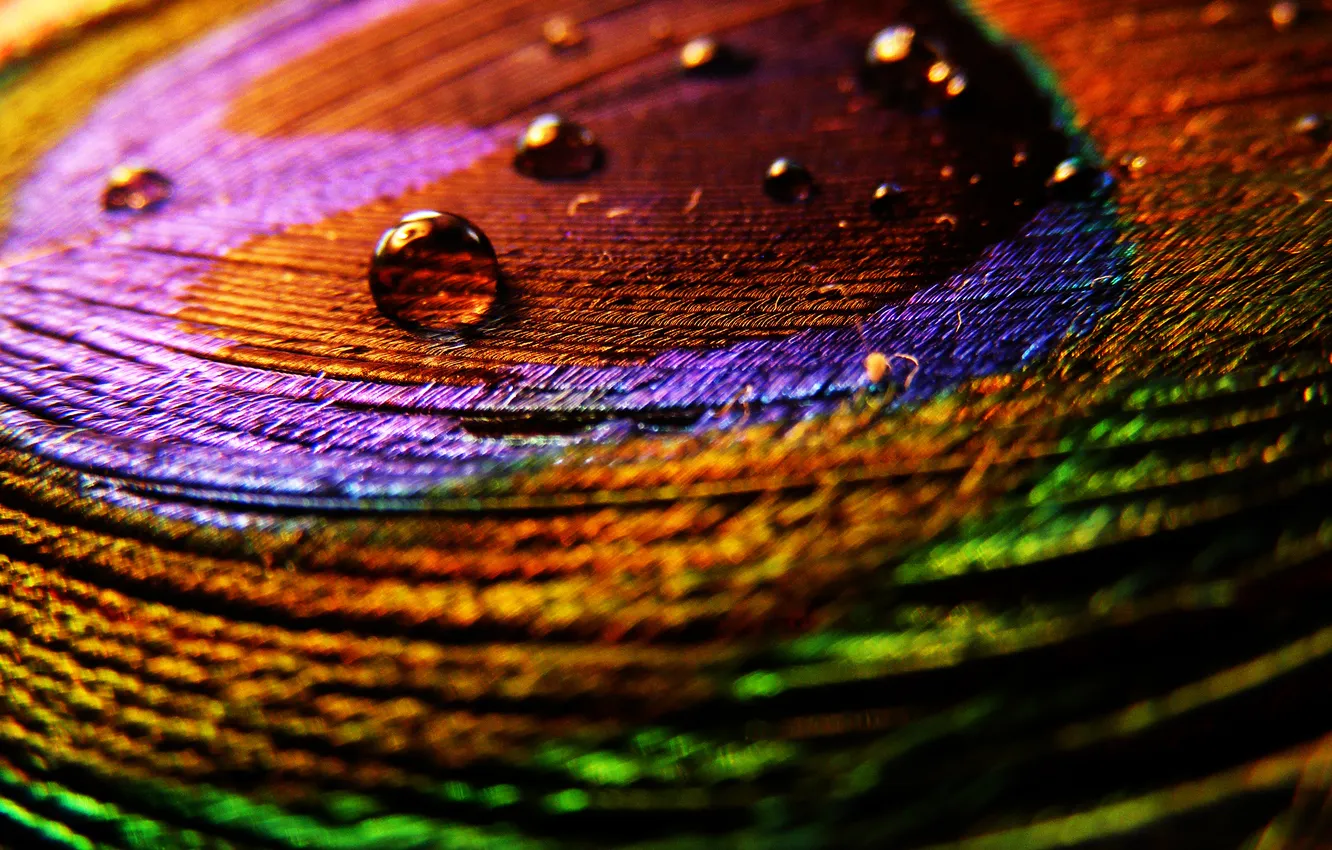 Photo wallpaper color, drops, macro, photo, pen, bright