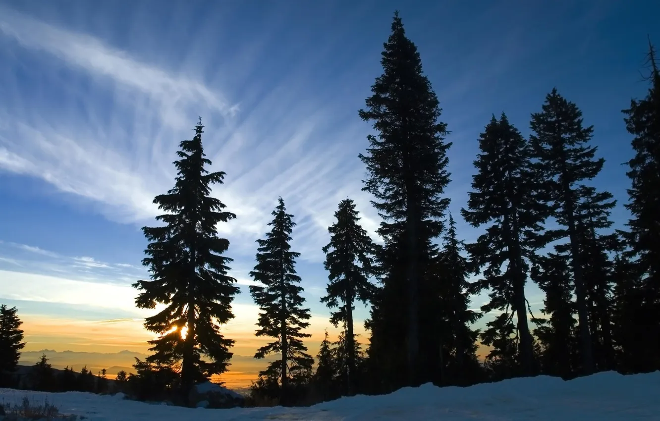 Photo wallpaper winter, forest, the sky, snow, landscape, sunset, nature, photo