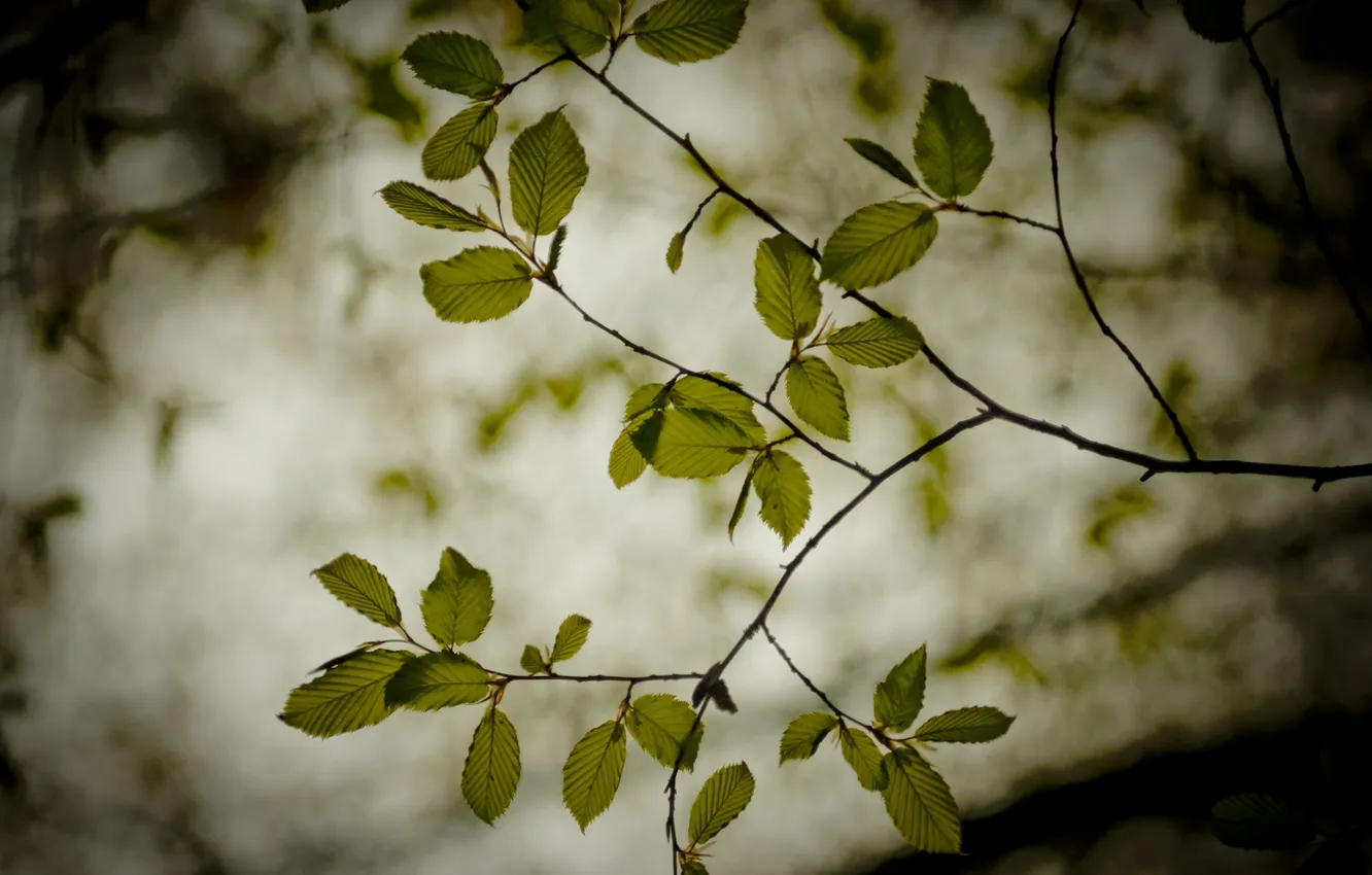 Photo wallpaper leaves, branches, nature, background, branch, Wallpaper, plants