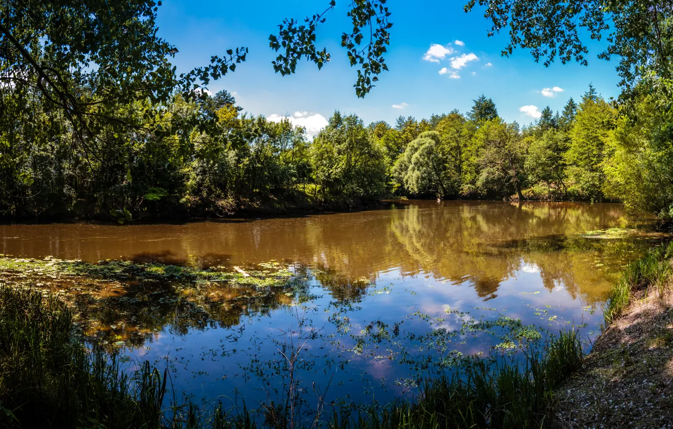 Photo wallpaper greens, forest, summer, trees, lake, France, Sunny