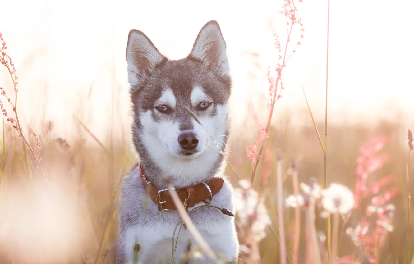 Photo wallpaper grass, look, face, portrait, dog, collar, Husky