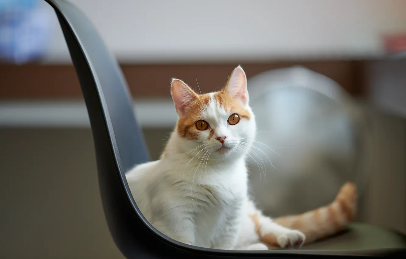 Photo wallpaper cat, look, cat