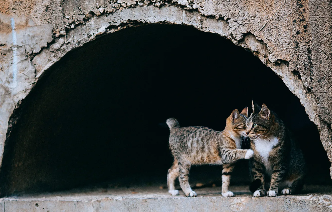 Photo wallpaper cat, look, the dark background, grey, street, cute, baby, arch