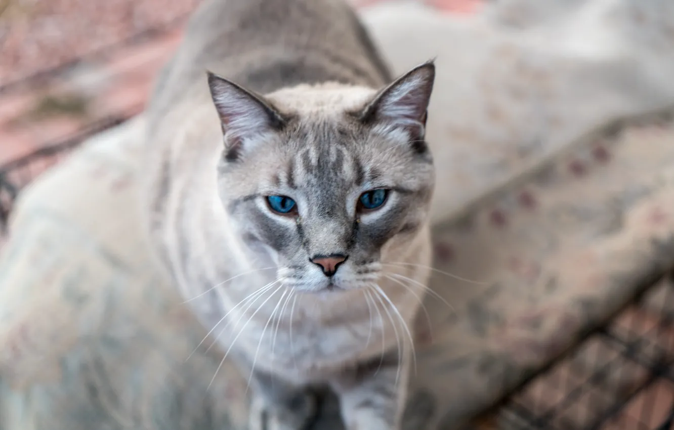 Photo wallpaper eyes, cat, look, Koshak