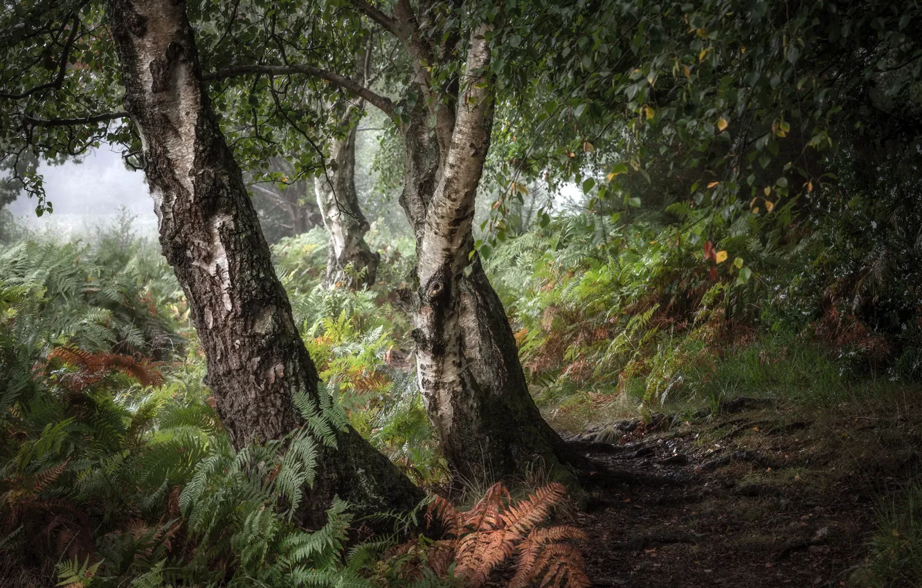 Photo wallpaper forest, nature, birch