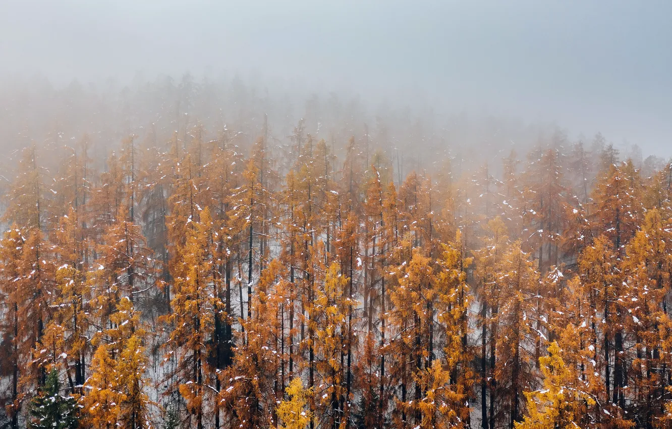 Photo wallpaper autumn, forest, fog