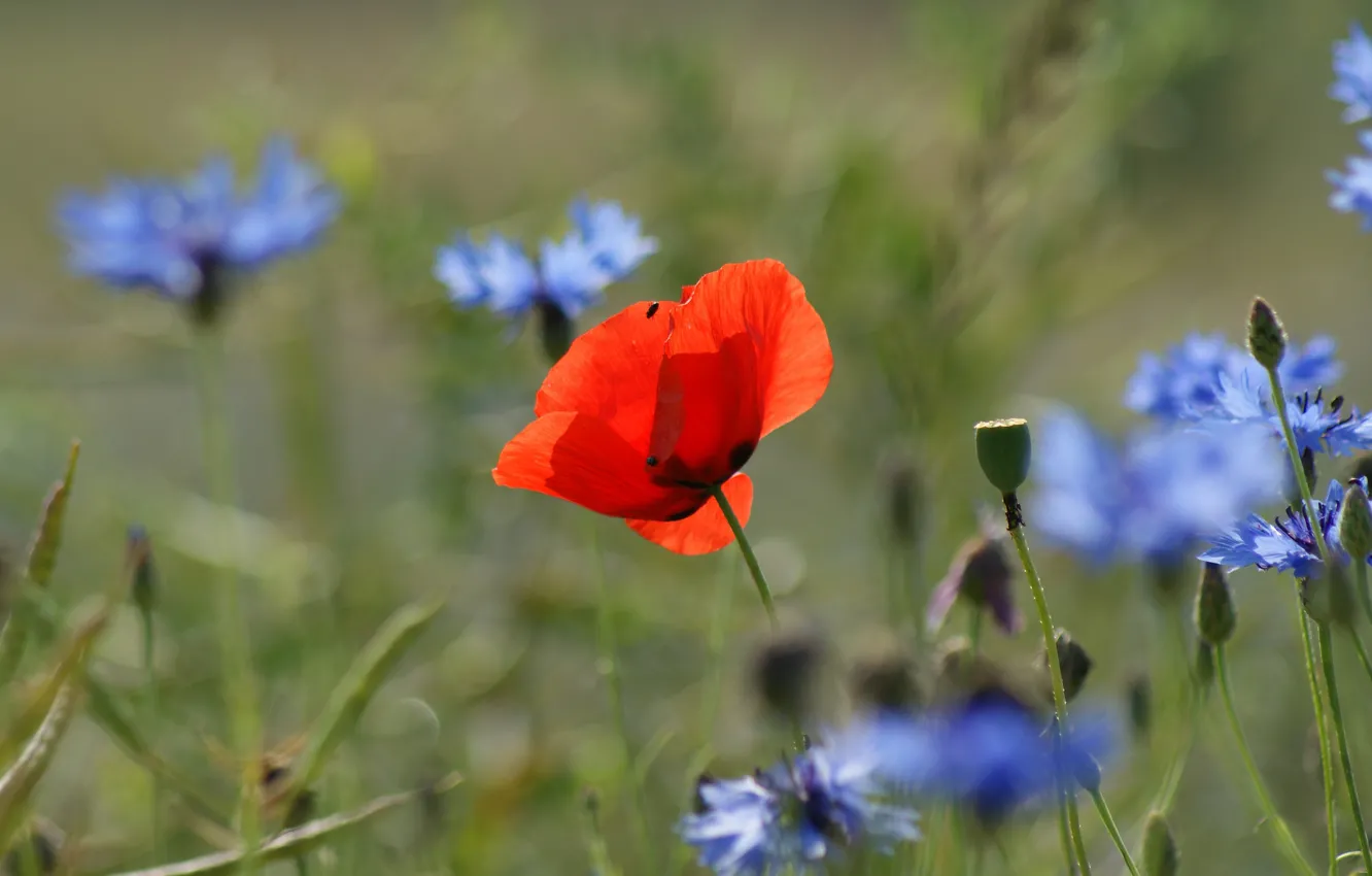 Photo wallpaper Mac, Maki, meadow