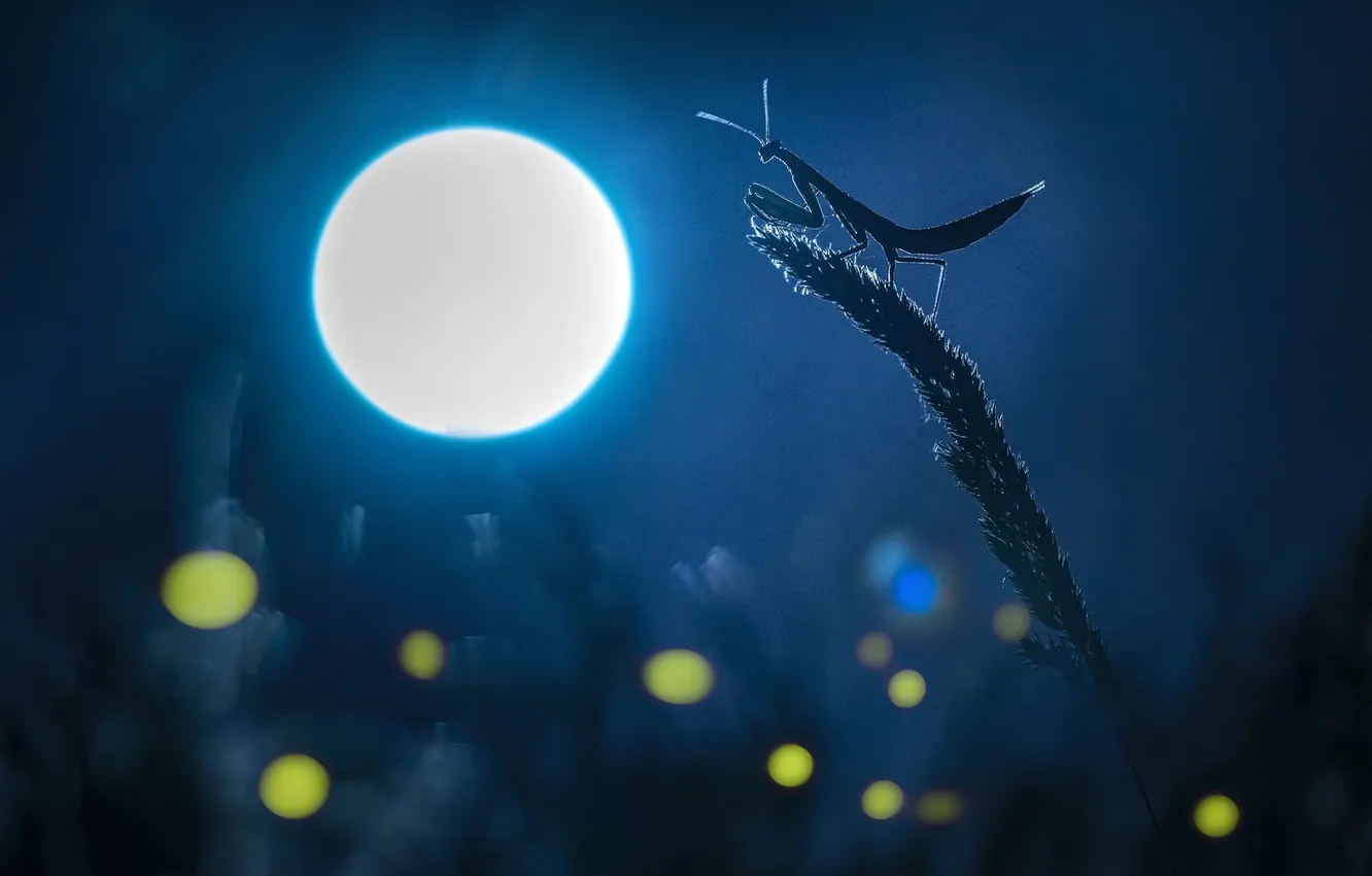 Photo wallpaper macro, night, the moon, mantis, insect, blue background, stems, bokeh