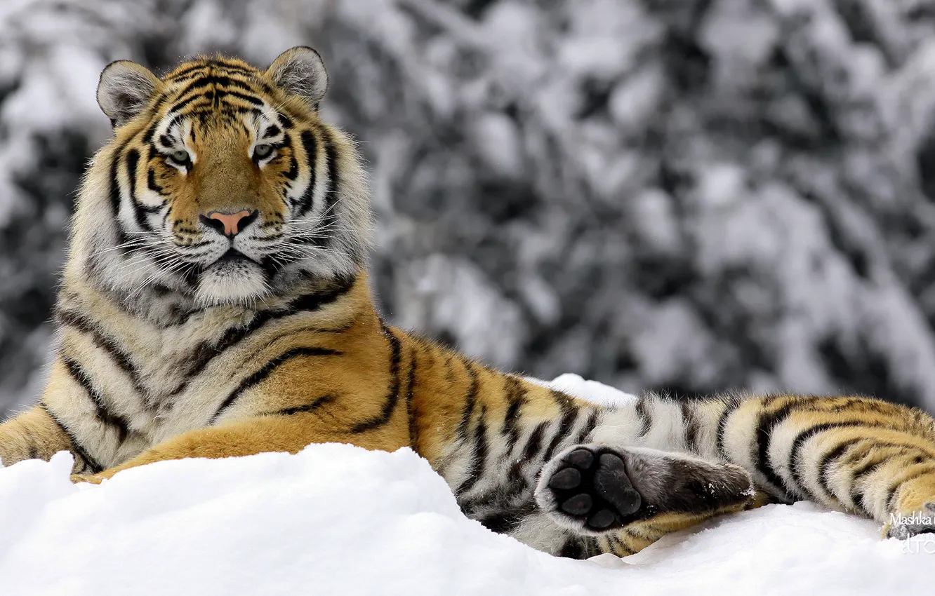Photo wallpaper winter, tiger, Mashka in Winter