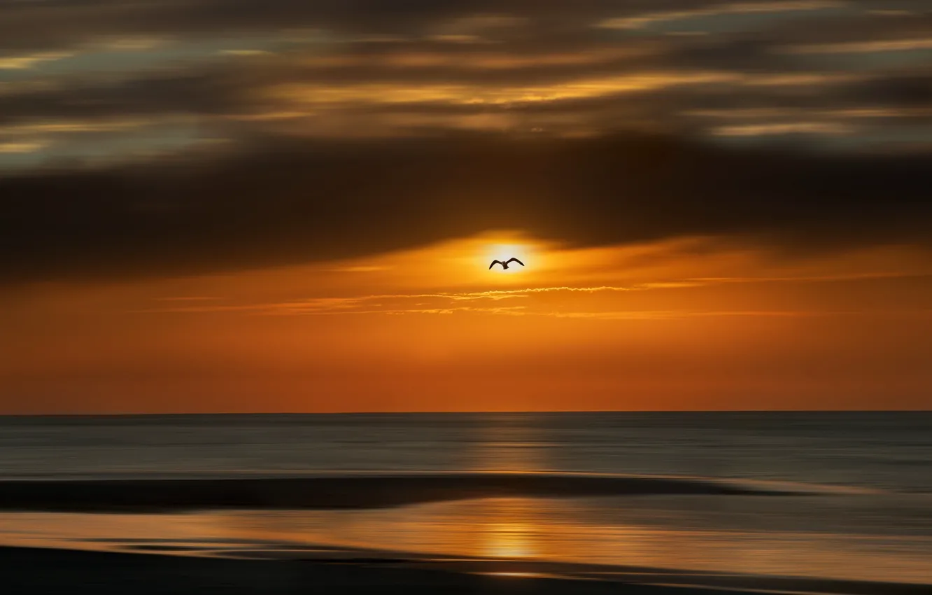 Photo wallpaper sea, sunset, bird, shore