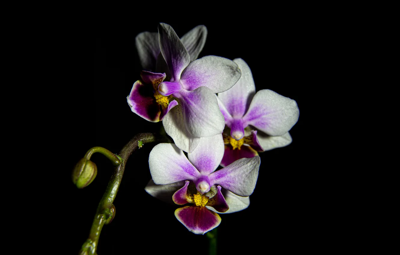 Photo wallpaper macro, flowers, Orchid, on a dark background, closeup