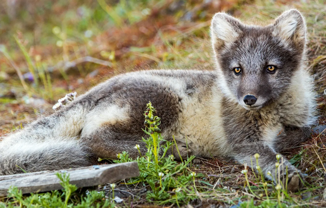 Photo wallpaper grass, look, face, grey, lies, Fox