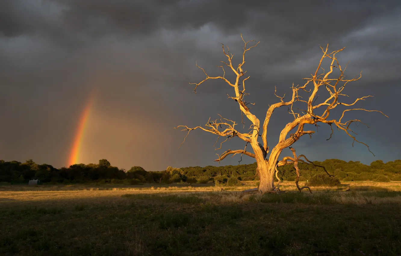 Photo wallpaper field, summer, tree, rainbow